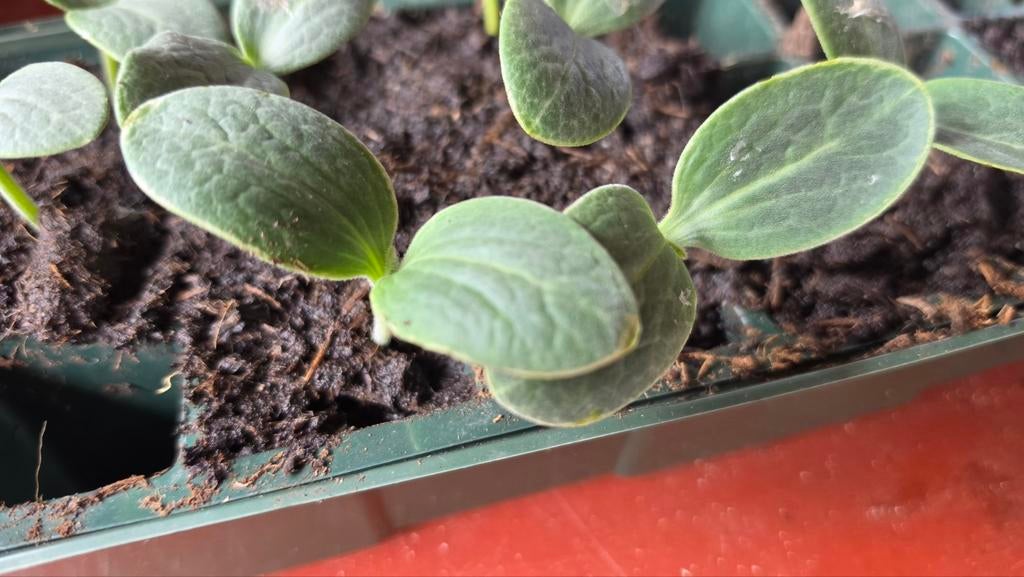 Flespompoen plantjes - Kweek je eigen heerlijke pompoenen!, Tuin en Terras, Ophalen, Volle zon, Groenteplanten, Eenjarig