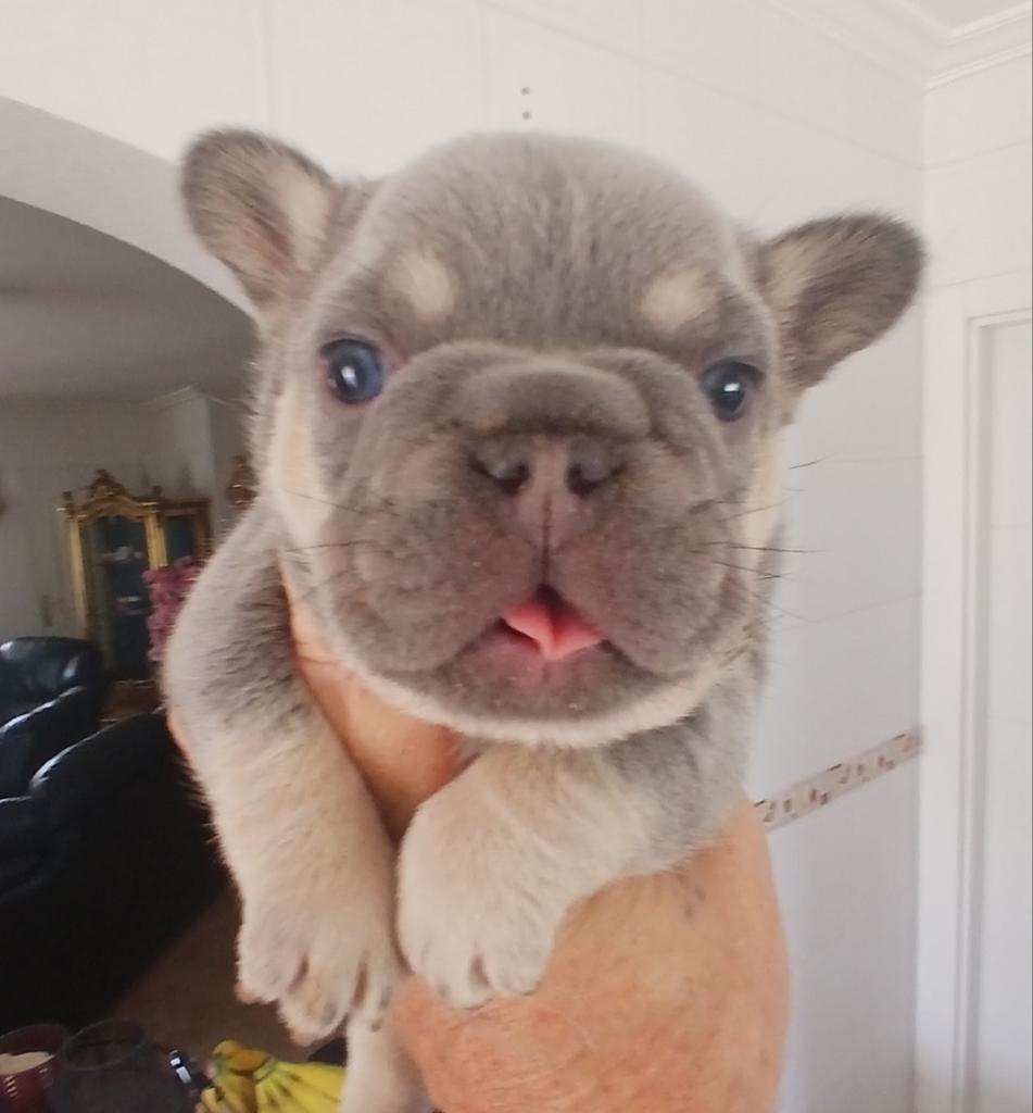 Franse bulldog pups met stamboom lilac en blue tan, 8 tot 15 weken, Parvo, Bulldog, Meerdere