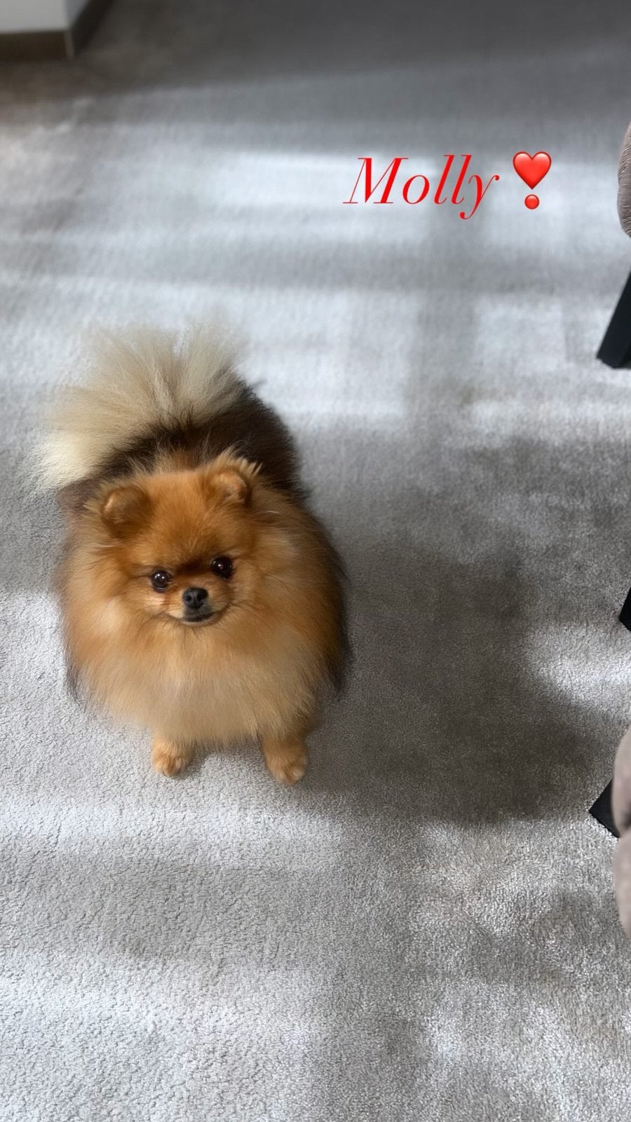 Pomeranian teefje te koop, Dieren en Toebehoren, Keeshond, 1 tot 2 jaar, Teef, Eén hond