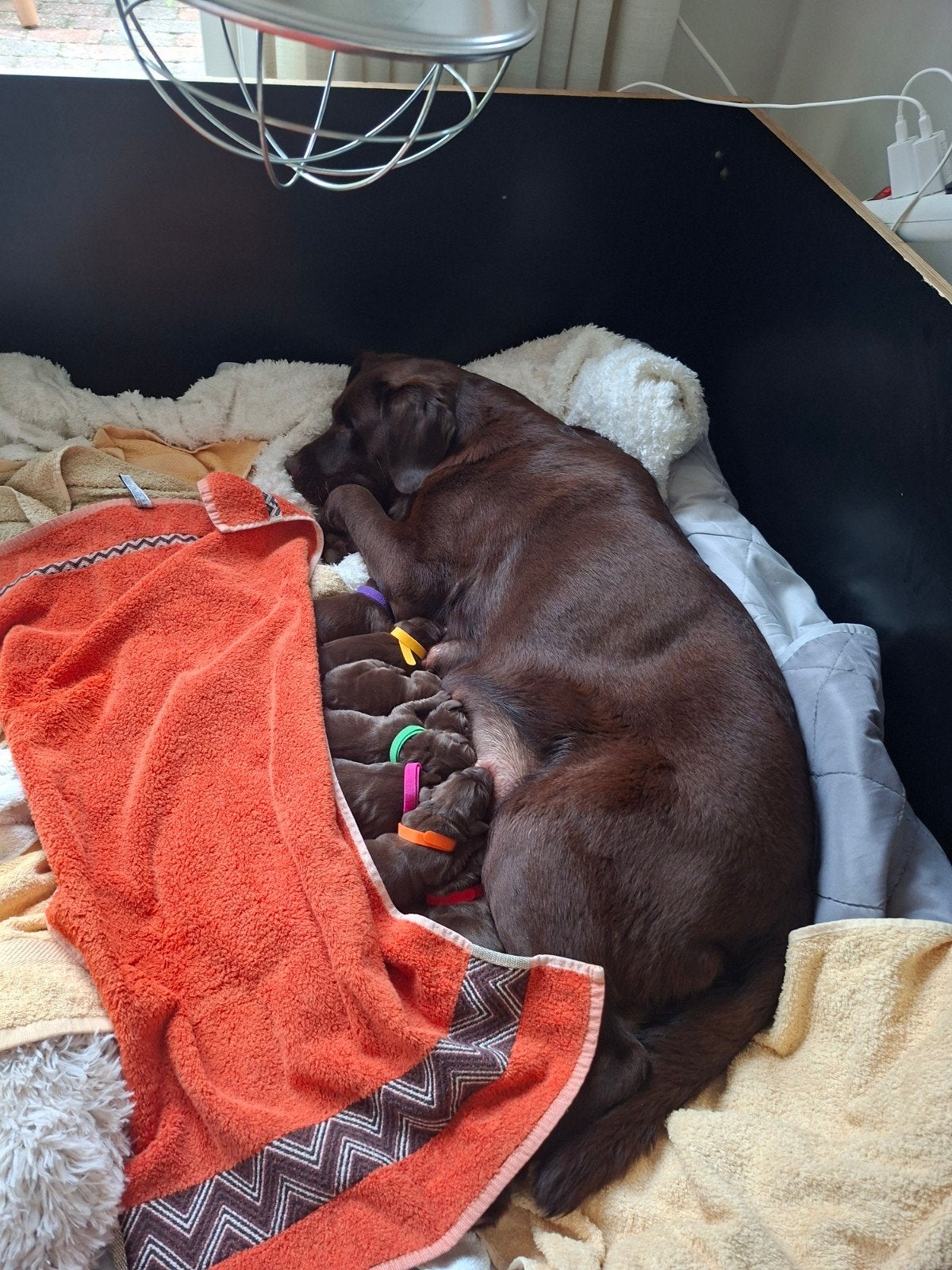 Nestje puppy's bruine labrador, 8 tot 15 weken, Labrador retriever, Meerdere, Meerdere dieren