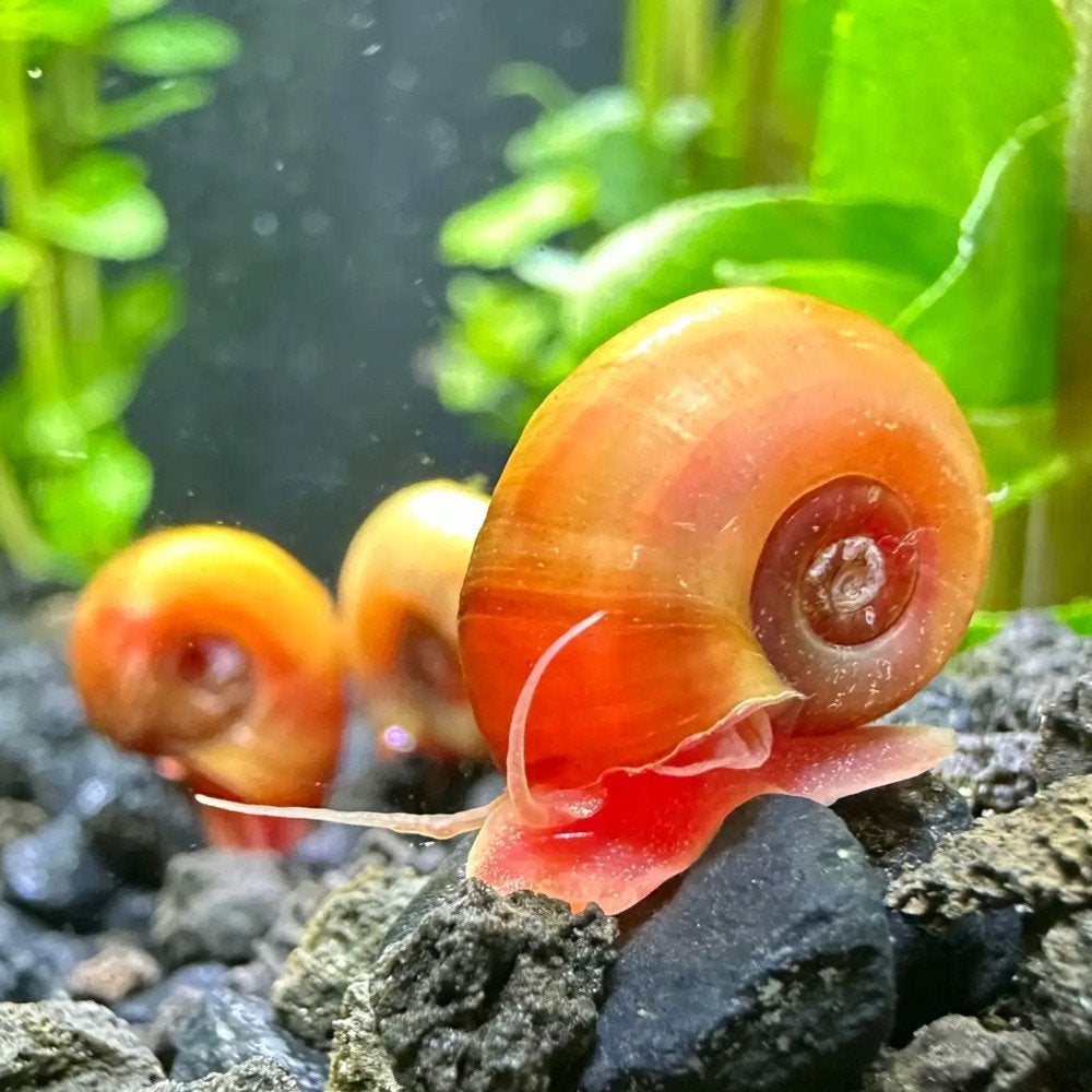 Posthoornslakken / Ramshorn slakken, Dieren en Toebehoren, Slak of Weekdier, Zoetwatervis