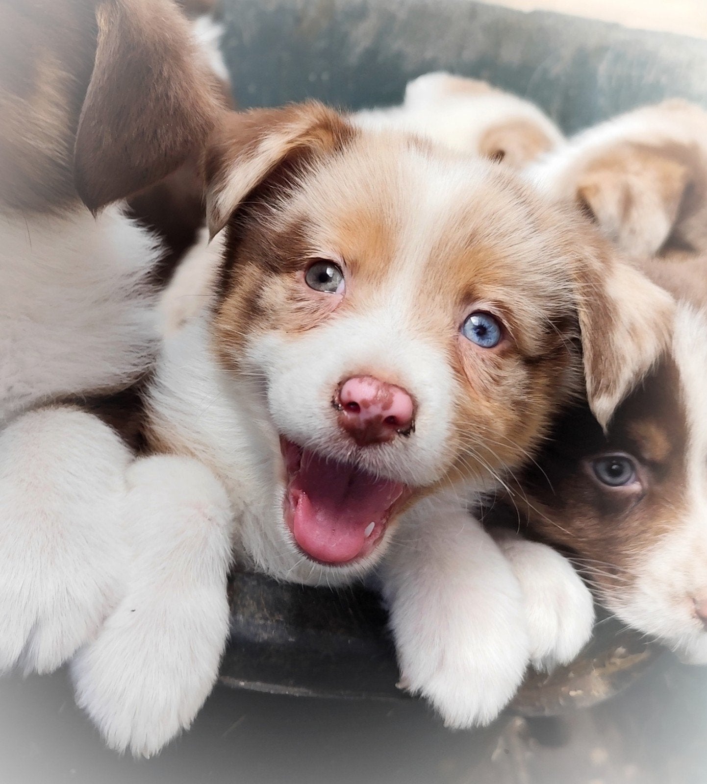 Super leuk&lief Auggie puppys! (Australian Shepherd x Corgi), 8 tot 15 weken, Meerdere, Meerdere dieren, Herder