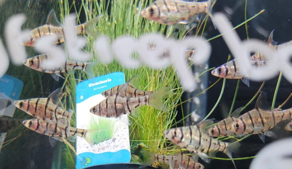 Hobbyaquarium  Zesstreepbarbeel  aktie Zondag 12/17uur, Dieren en Toebehoren, Vissen | Aquariumvissen, Vis, Zoetwatervis, Schoolvis