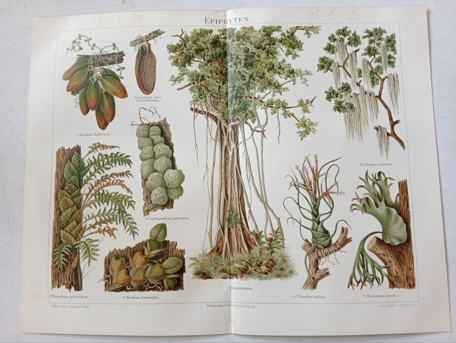 Botanische Epifyten Litho 1895, Ophalen of Verzenden, Voor 1940, Gebruikt