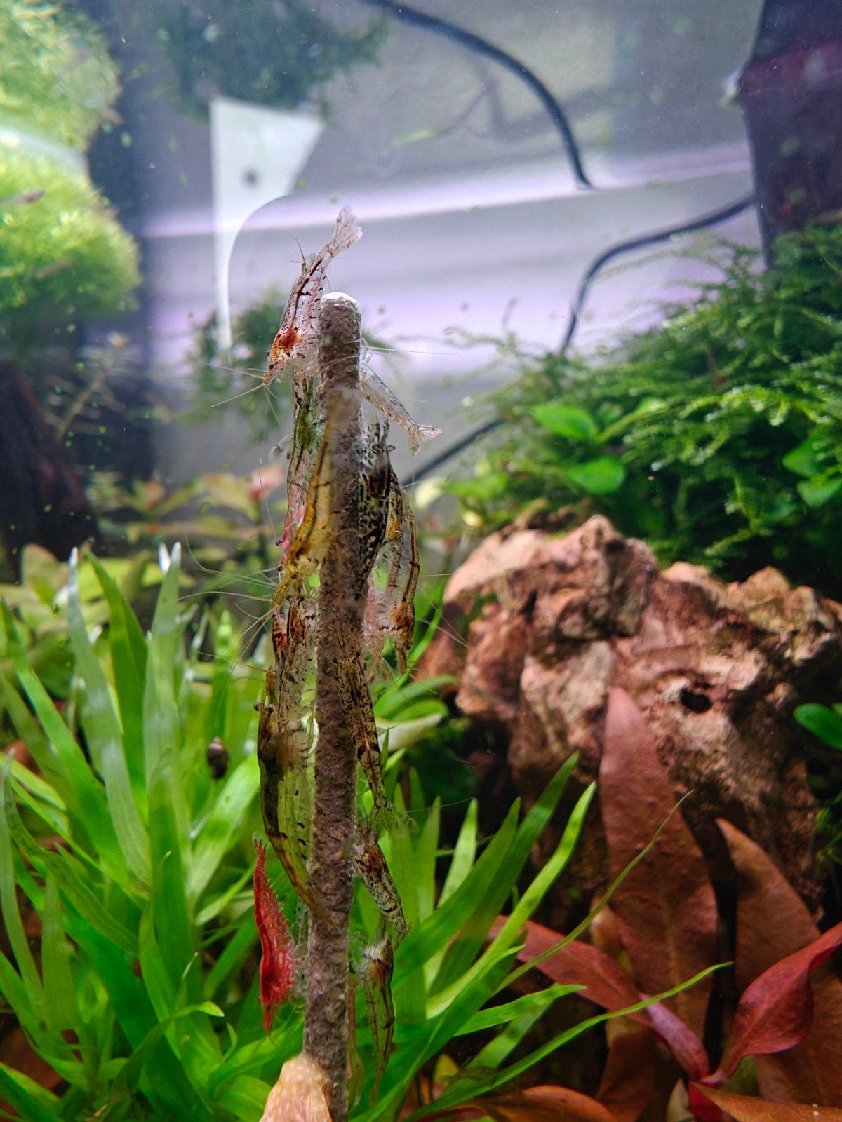 neocaridina wildmix garnalen, Kreeft, Krab of Garnaal