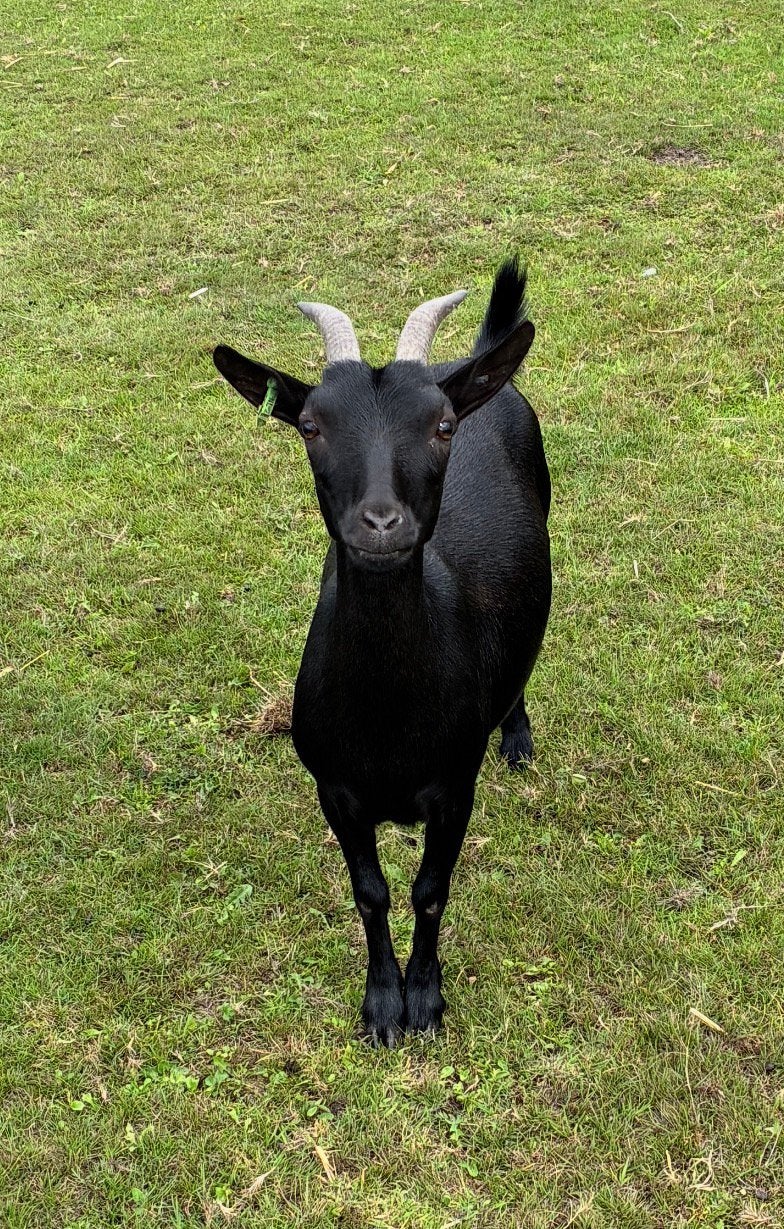 Zwarte dwerggeit, Vrouwelijk, Schaap