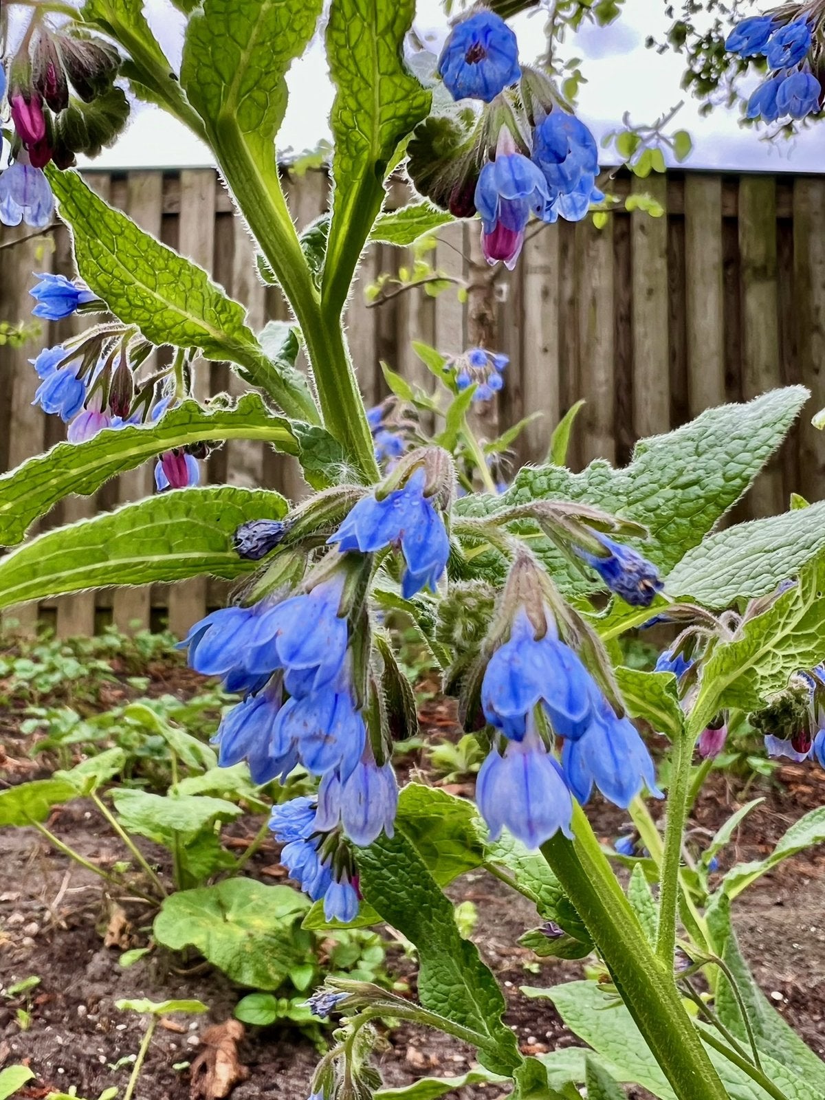 SMEERWORTEL uit Biologische tuin Blauw Vaste plant, Tuin en Terras, Planten | Tuinplanten, Vaste plant, Halfschaduw, Lente, Ophalen