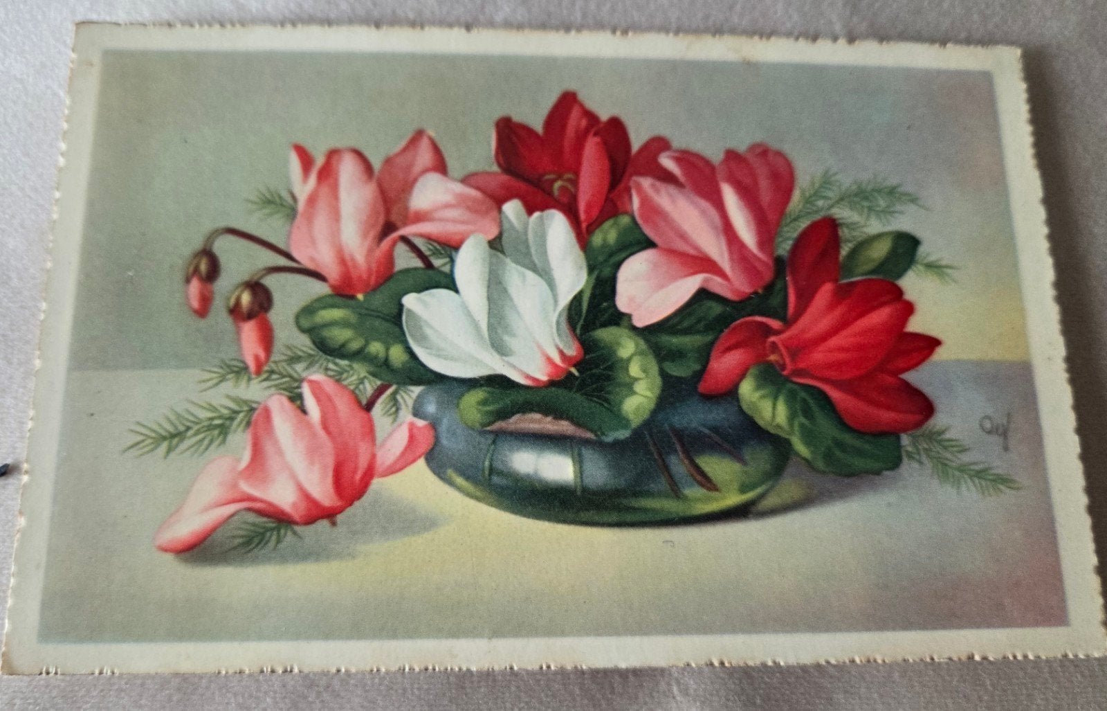 Vintage Ansichtkaart: Cyclamen Bloemen, Verzamelen, Verzenden, 1940 tot 1960, Ongelopen, Overige thema's