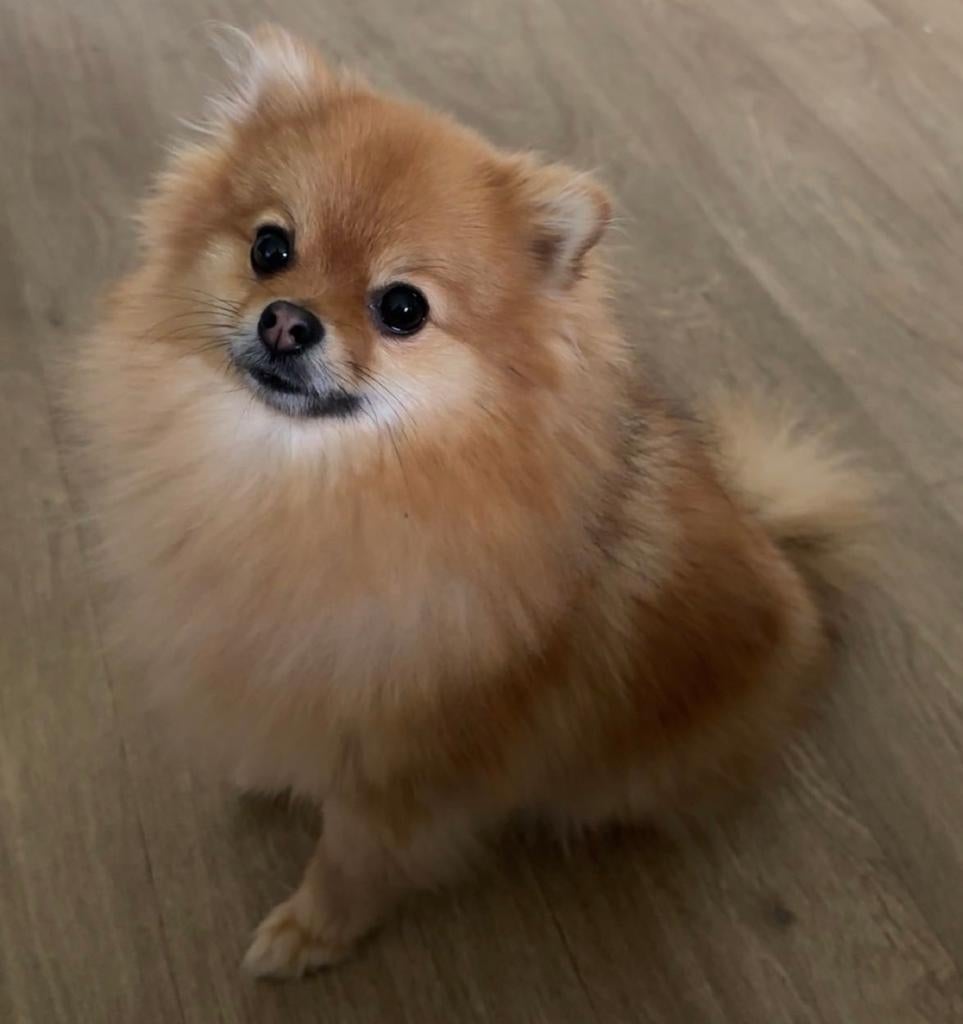 Mooie Pom (teefje) die nieuwe huisje zoekt!, 1 tot 2 jaar, Teef, Parvo, Eén hond
