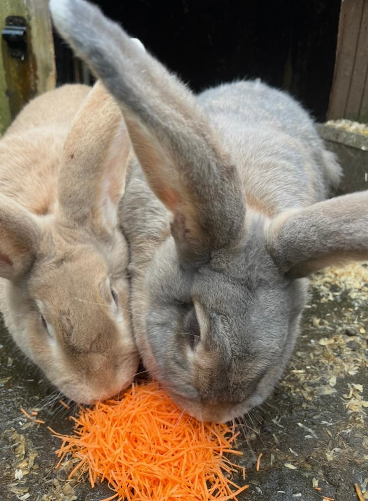 Twee Vlaamse Reus zusjes, Dieren en Toebehoren, Vrouwelijk, Groot