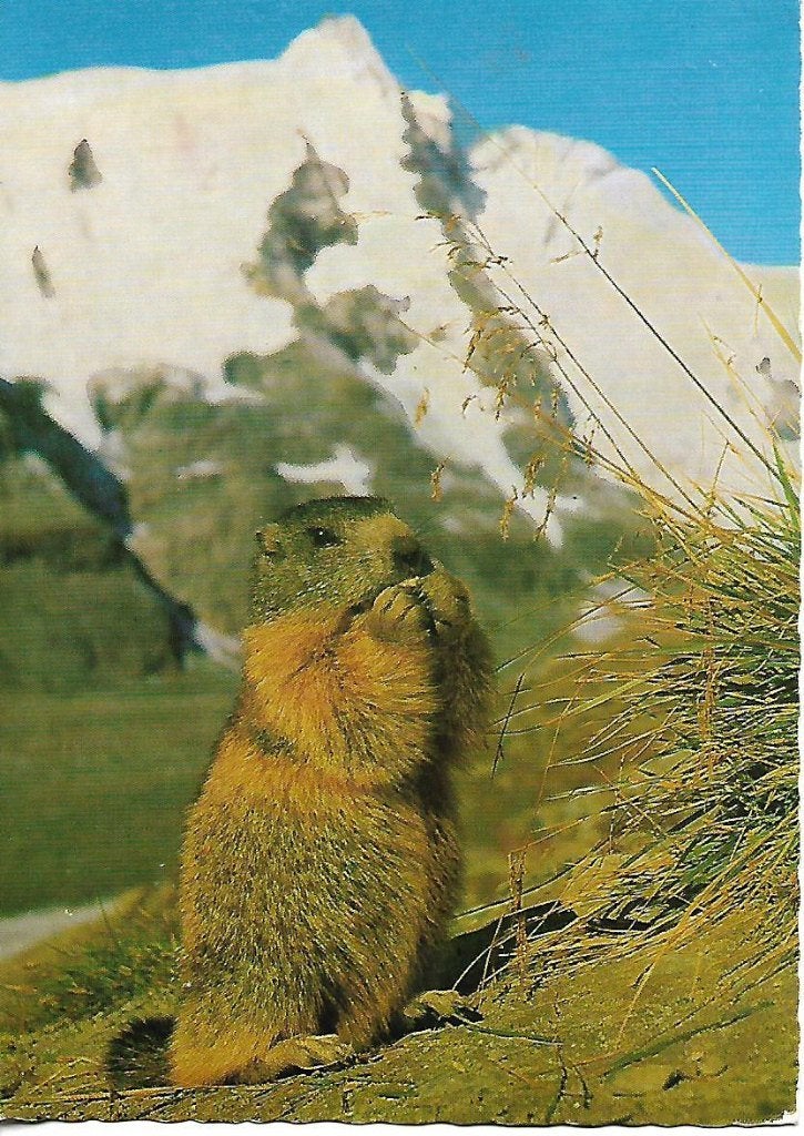 Dieren- -Marmot., Verzamelen, Ophalen of Verzenden, 1980 tot heden, Gelopen, Knaagdier