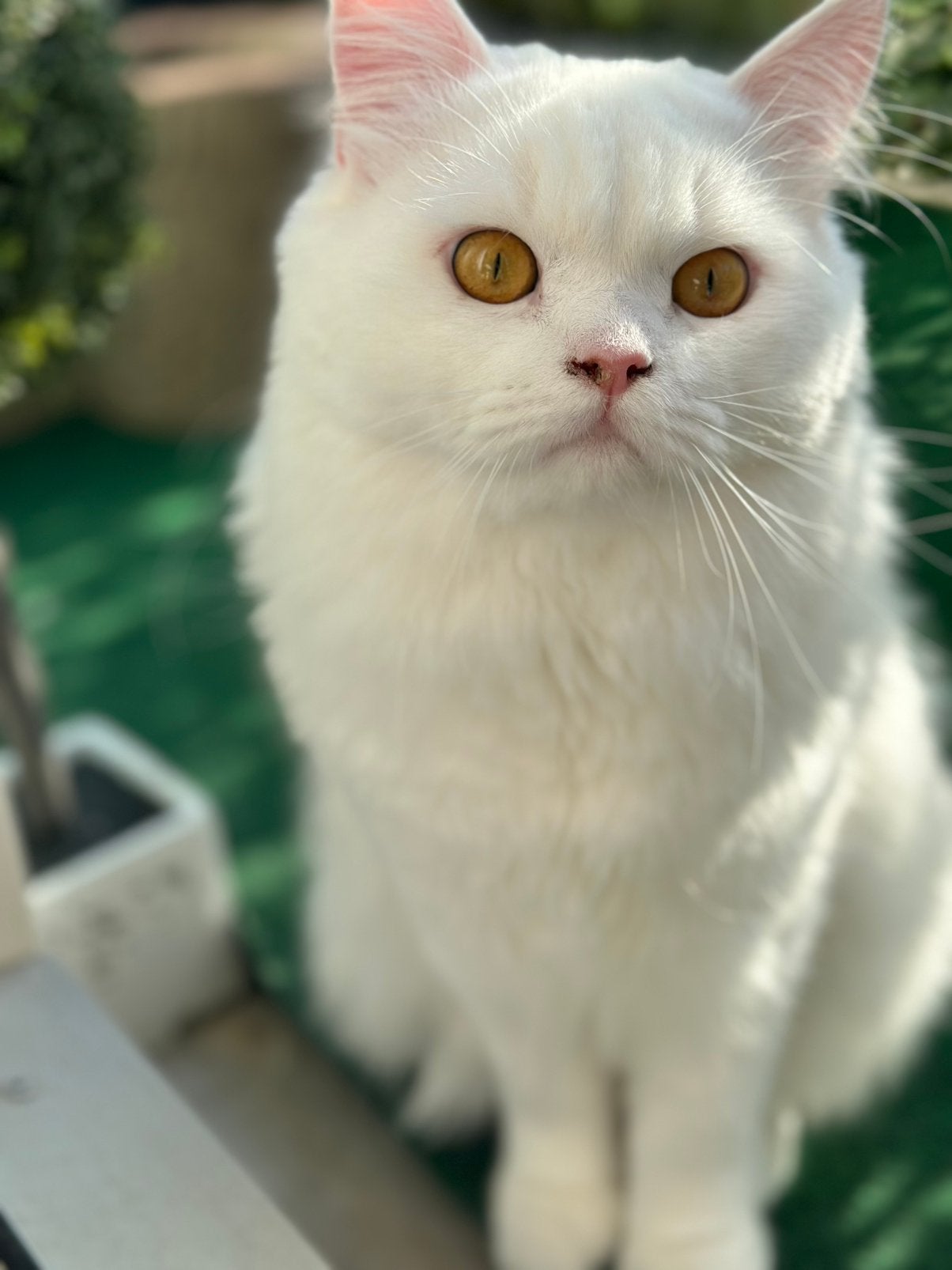🐾Prachtige dekkater Britse langhaar🐾, Dieren en Toebehoren, Katten en Kittens | Dekkaters, 0 tot 2 jaar