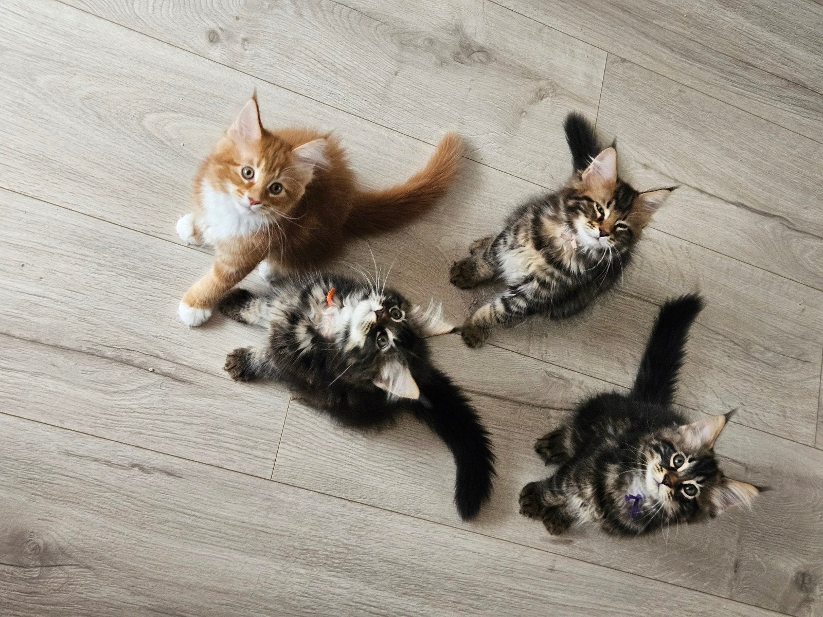 Maine coon kittens, Kater, Gechipt, 0 tot 2 jaar