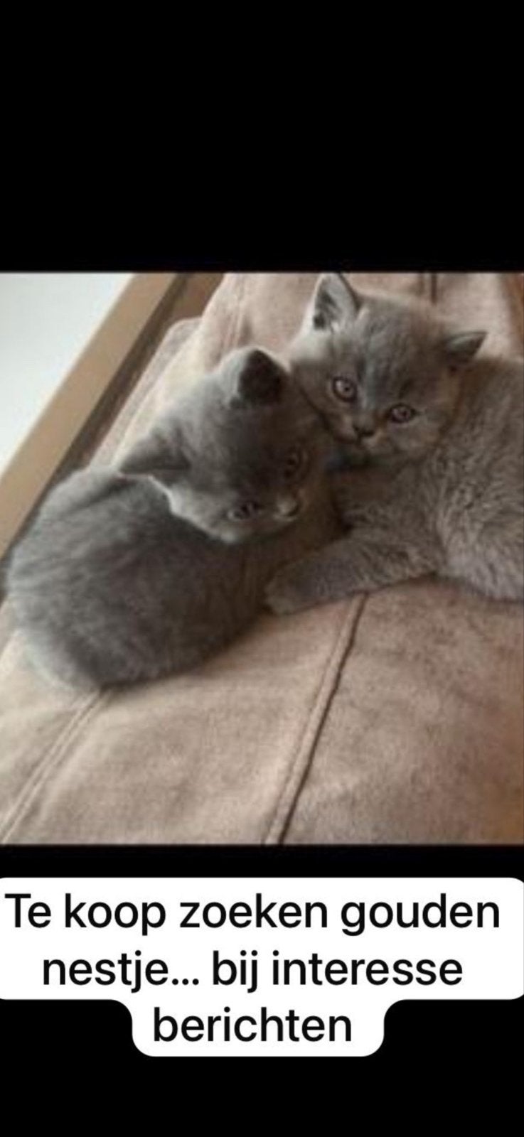 TE KOOP – Britse Korthaar kittens| Gouden mandje gezocht, Dieren en Toebehoren