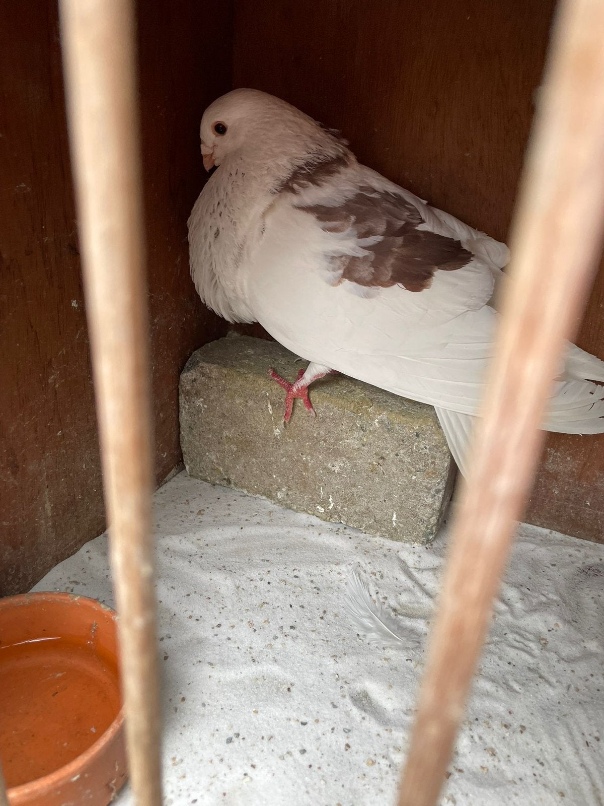 Mooie doffer te ruil of te koop, Dieren en Toebehoren, Mannelijk