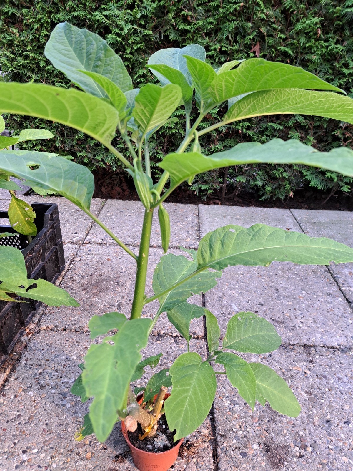 Brugmansia trompetplant datura stekken, Ophalen of Verzenden, Overige soorten, Volle zon