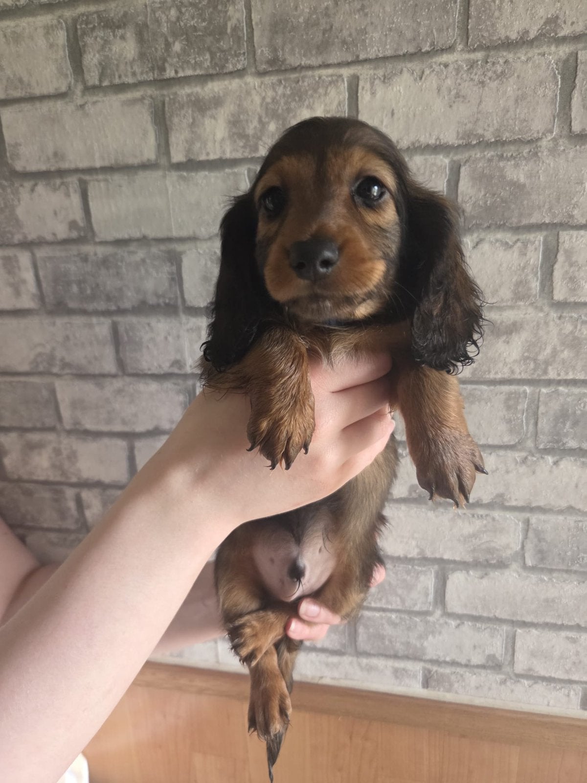 Mooie Langharige Rode Dwergteckels 8 week oud, Dieren en Toebehoren, Honden | Teckels en Dashonden, Parvo, 8 tot 15 weken, Teef