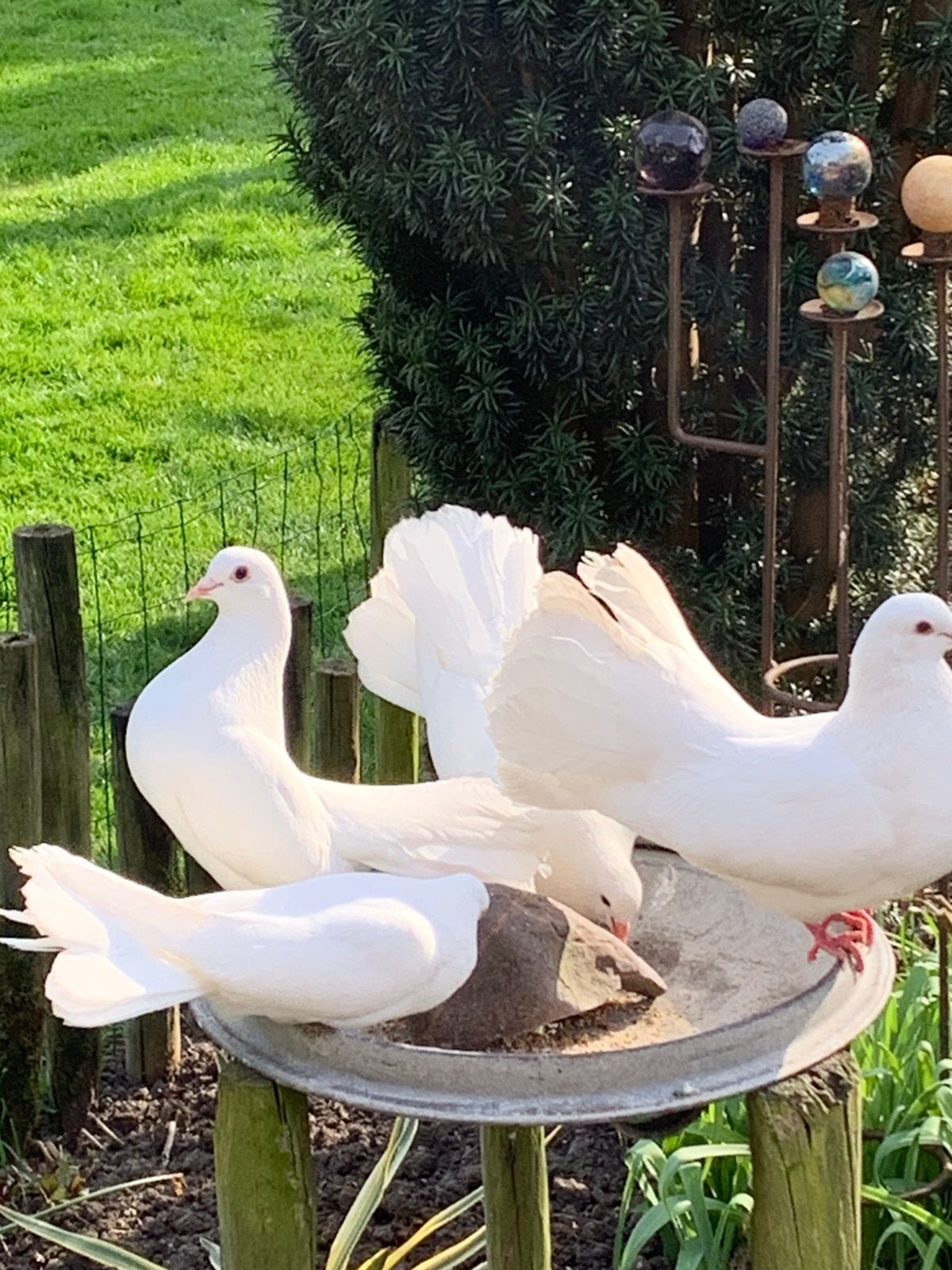 Tekoop mooie witte pauwstaart duifjes samen 25 €, Meerdere dieren, Overige soorten