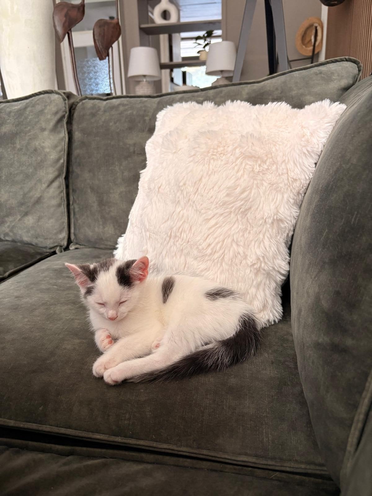 katje van 3 maanden, Dieren en Toebehoren, Kater