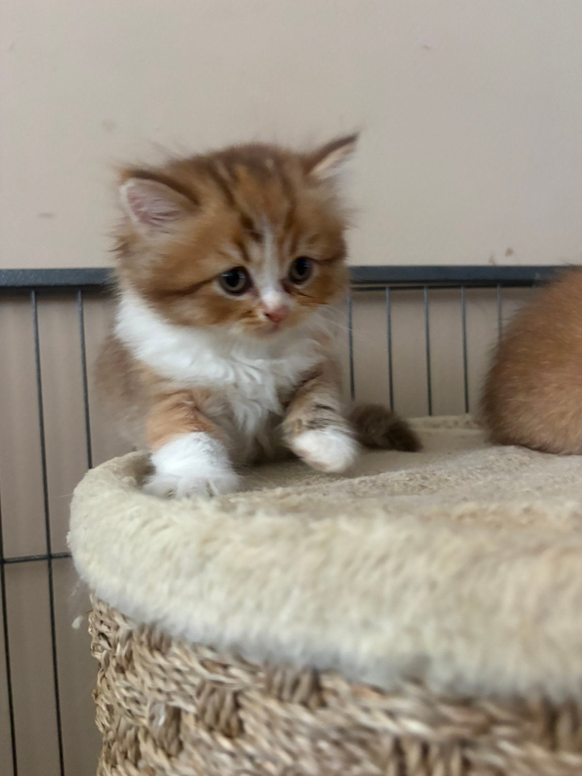 Prachtige Britse korthaar kittens MOGEN DIRECT MEE!, Meerdere dieren, Ontwormd, 0 tot 2 jaar