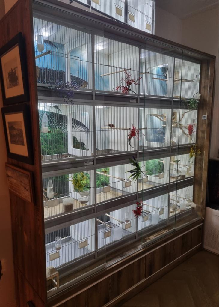 Kortstaart papagaai amadines, Dieren en Toebehoren, Vogels | Hokken en Kooien, Ophalen, Nieuw, Hout, Vogelkooi