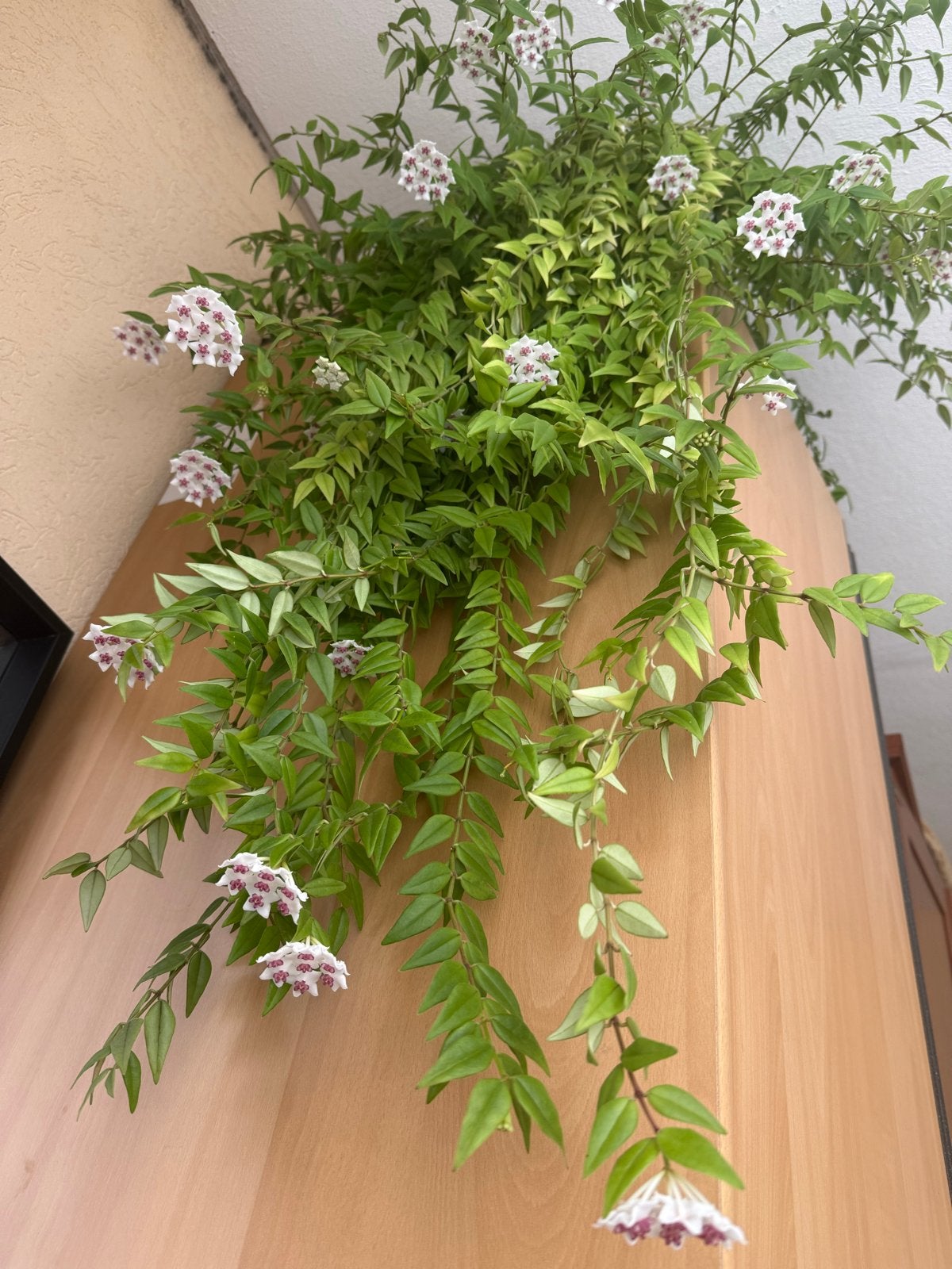 Prachtige bloeiende kamer hangplant, Huis en Inrichting, Ophalen, 100 tot 150 cm, Overige soorten, Halfschaduw