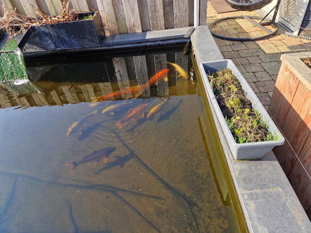 Koi karpers pomp en filter, Dieren en Toebehoren, Karper of Koi