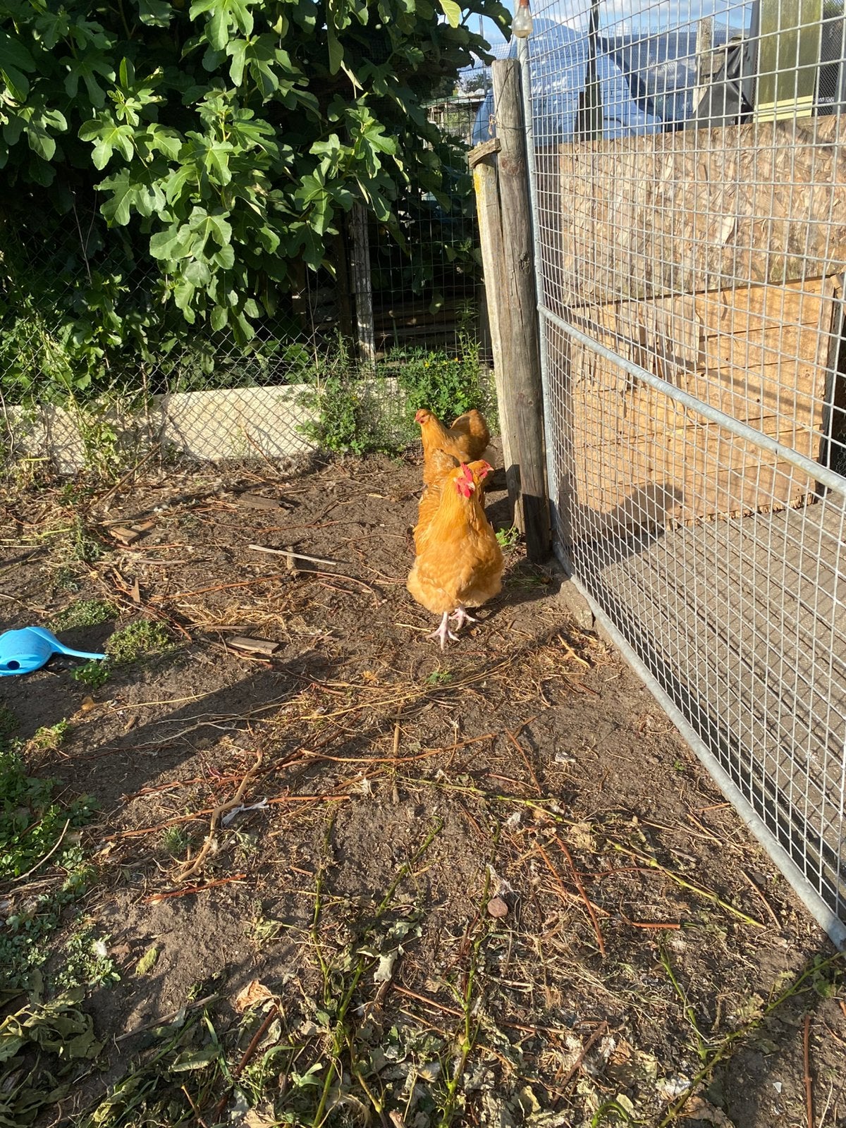 Orpington hanen 2x, Dieren en Toebehoren, Pluimvee, Mannelijk, Kip