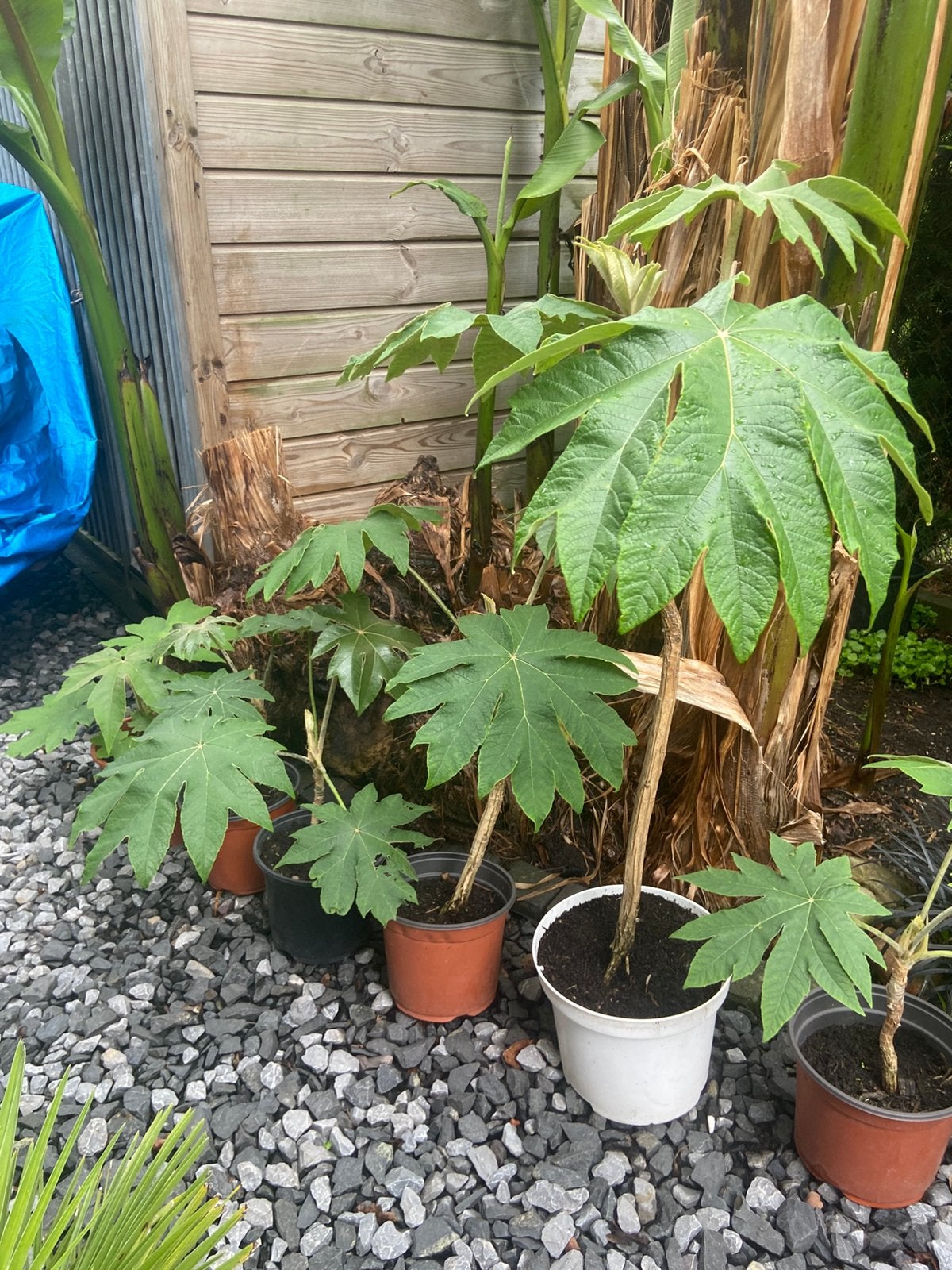 Tetrapanax, Tuin en Terras, Planten | Bomen, Dakboom, Minder dan 100 cm, Zomer, Ophalen