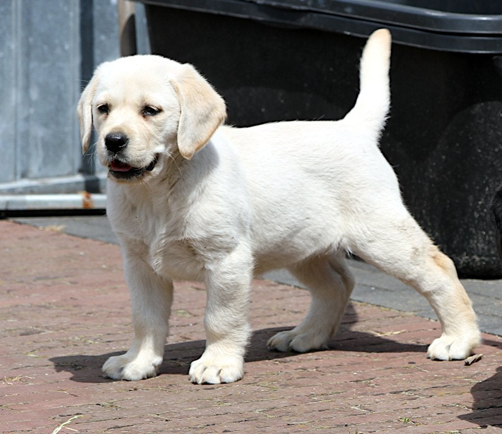 labrador pup teefje particulier, België, Particulier, 8 tot 15 weken, Teef