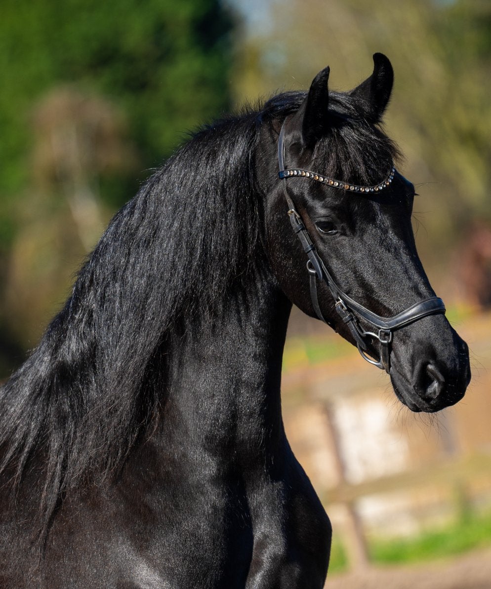 Lieve 5 jarige friese merrie te koop, Dieren en Toebehoren, Paarden, Merrie, 160 tot 165 cm, Recreatiepaard, 11 jaar of ouder