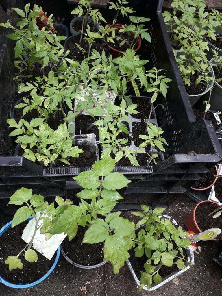 Tomaten planten, Ophalen, Eenjarig, Groenteplanten, Volle zon