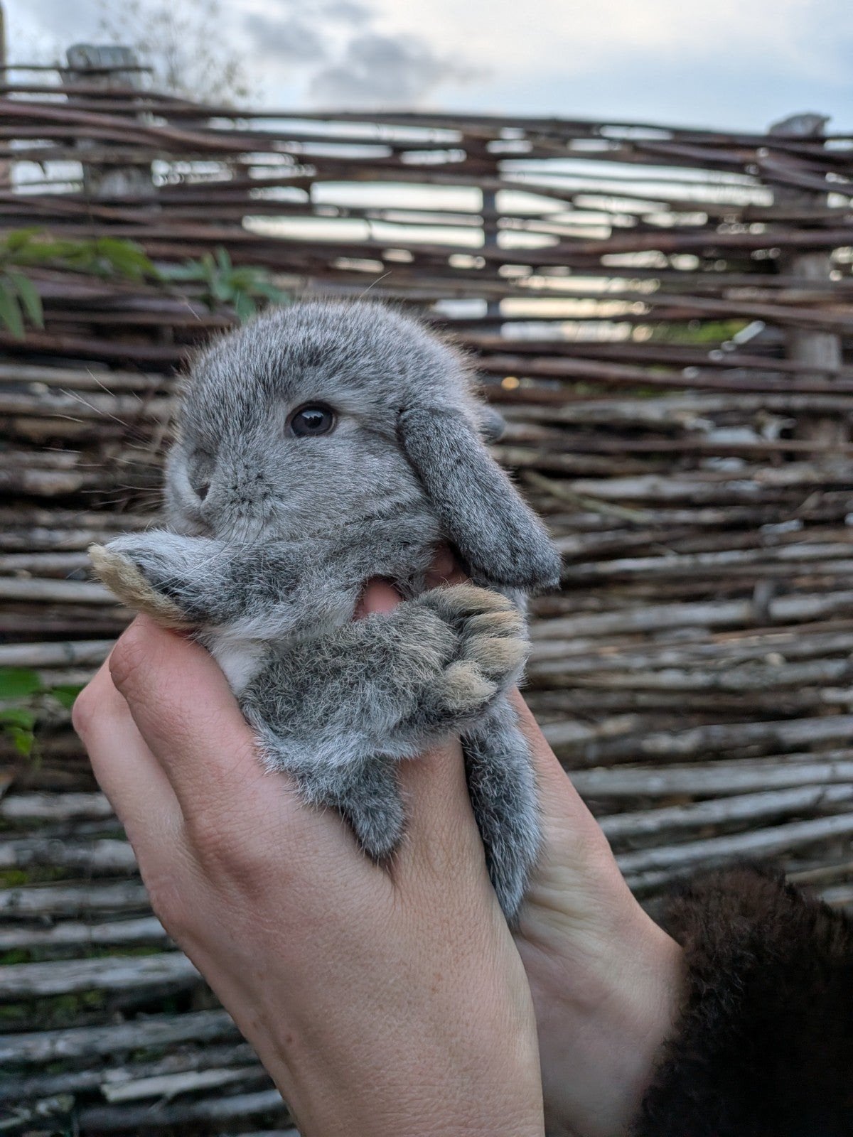Mooi minilop rammetje (chinchilla kleur) 7 weken oud, Mannelijk, Dwerg