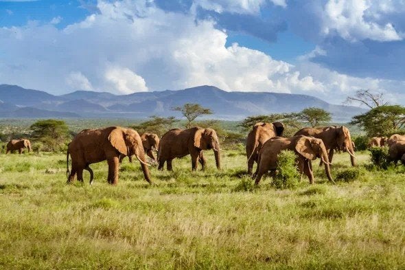 3x ticket Safaripark Beekse Bergen, Drie personen of meer, Ticket of Toegangskaart