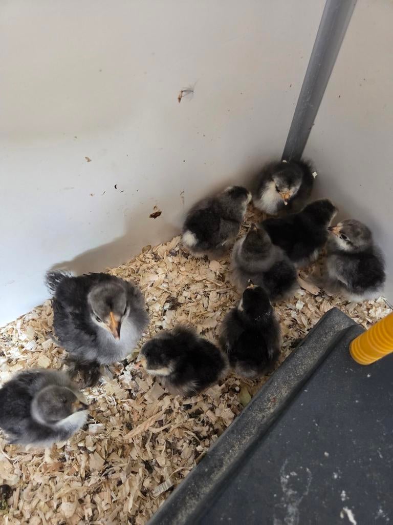 Cochin kriel kuikens, Dieren en Toebehoren, Pluimvee, Geslacht onbekend, Kip