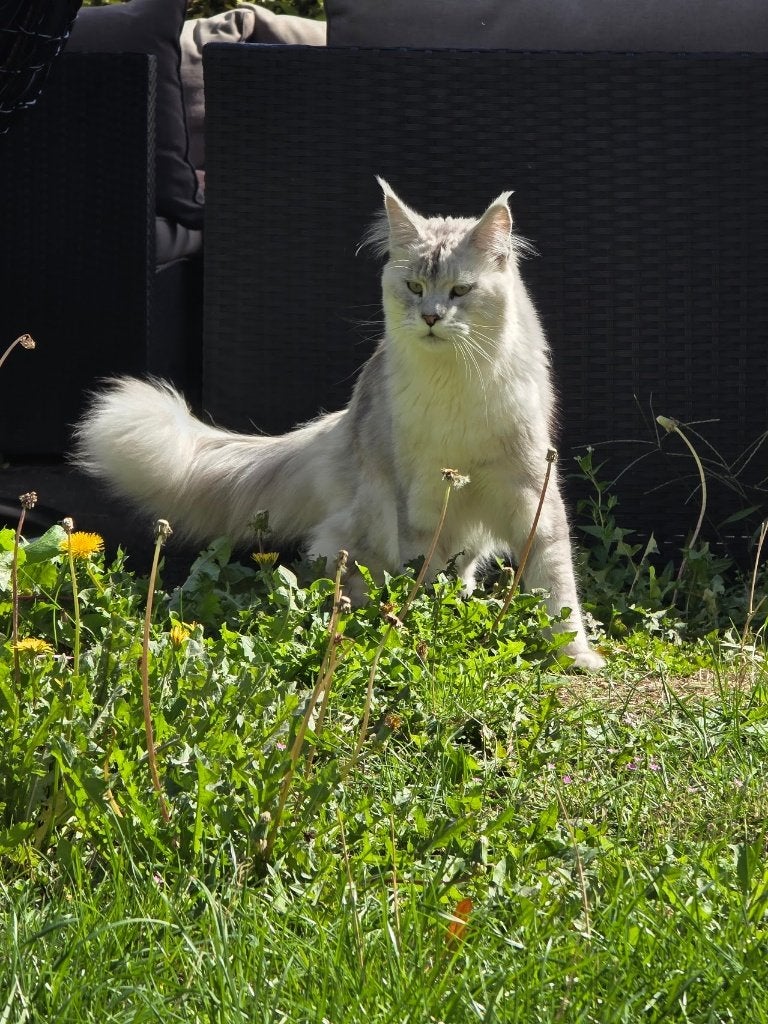 Prachtige Maine Coon kater, 1 jaar oud, Dieren en Toebehoren, Kater, Met stamboom, 0 tot 2 jaar