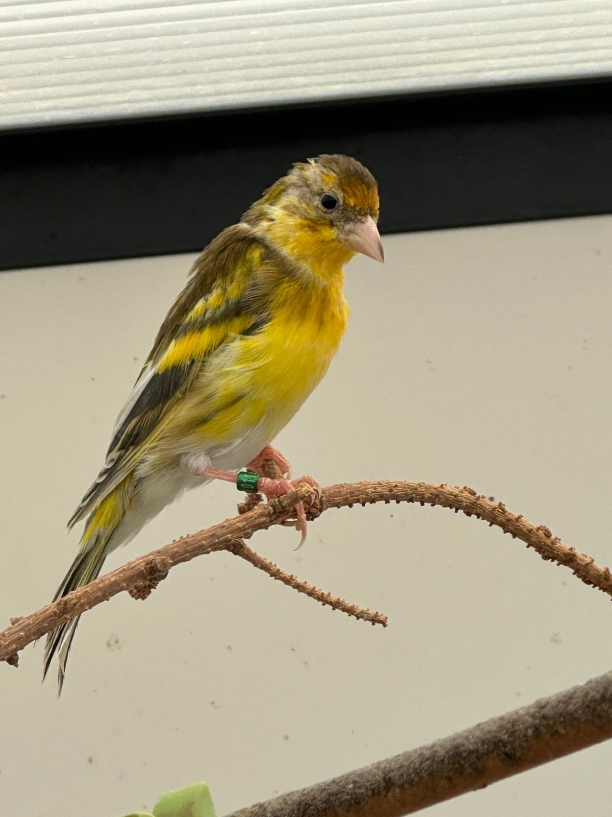 Bonte putter bastaard geel bont jaspis, Dieren en Toebehoren, Mannelijk, Wildzangvogel, Geringd