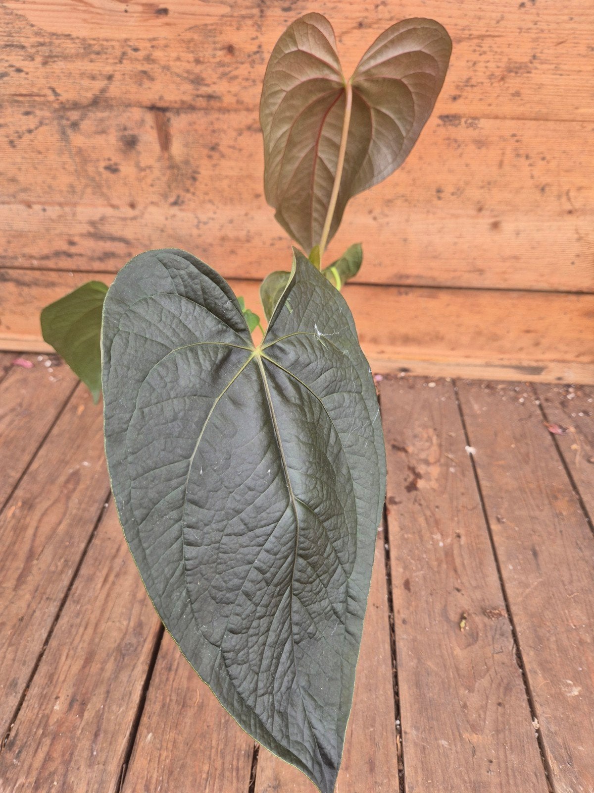 Anthurium Queen of Hearts p12 (4), Ophalen of Verzenden, Halfschaduw, Minder dan 100 cm