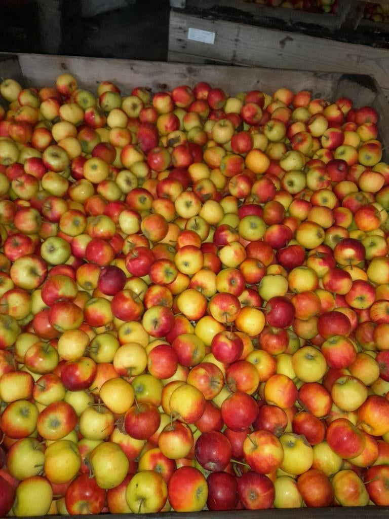 Cider appels, Ophalen