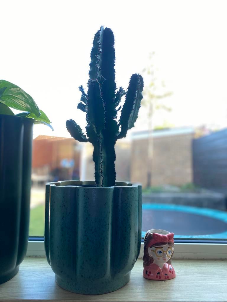 Cactus, Ophalen, Minder dan 100 cm, In pot, Cactus