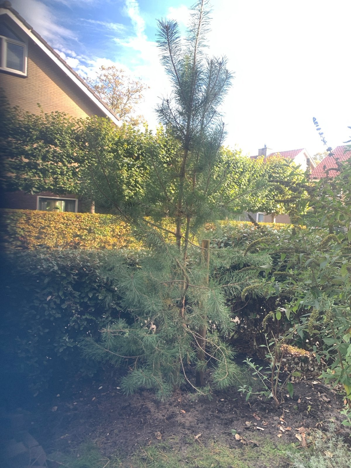 350 cm! Dennenboom boom denneboom grove den pinus sylvestris, Tuin en Terras, Bloeit niet, Overige soorten, 250 tot 400 cm, Ophalen