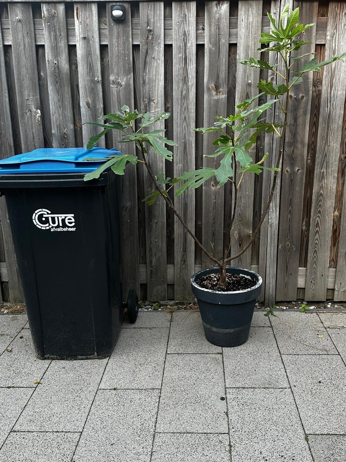 Ficus carica 'Little Miss Figgy' - Dwergvijgenboom, Ophalen, Volle zon, Vaste plant, Zomer