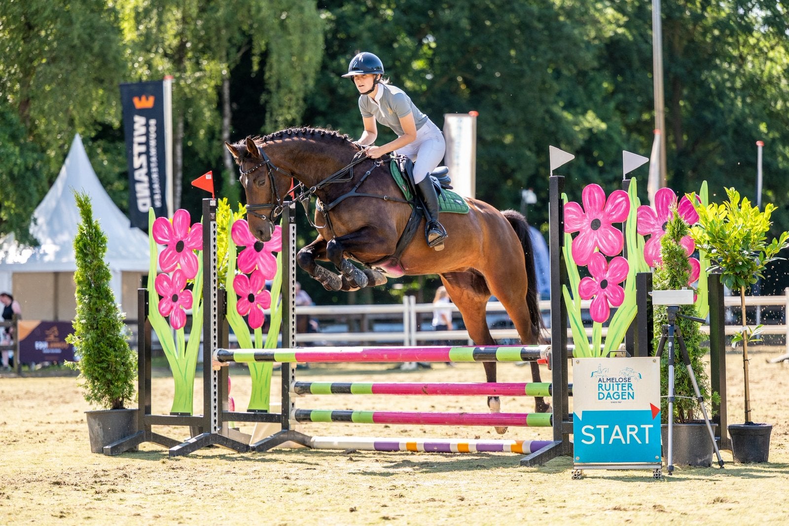 6 jarige merrie, Dourkhan Hero Z x Converter, Dieren en Toebehoren, Paarden, Merrie, Springpaard, Met stamboom, 3 tot 6 jaar
