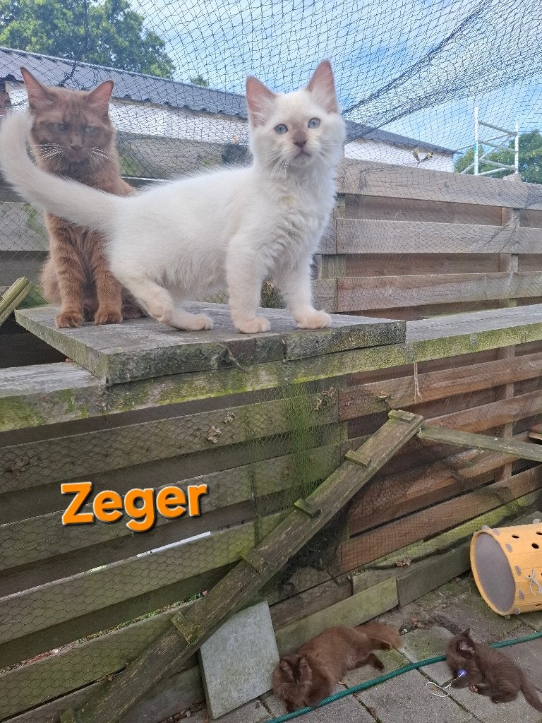 Ragdoll kittens met stamboom, Meerdere dieren, Met stamboom, 0 tot 2 jaar