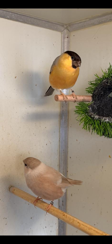 Grote Goudvink koppel broedrijp en gezond van 25, Meerdere dieren, Wildzangvogel, Geringd