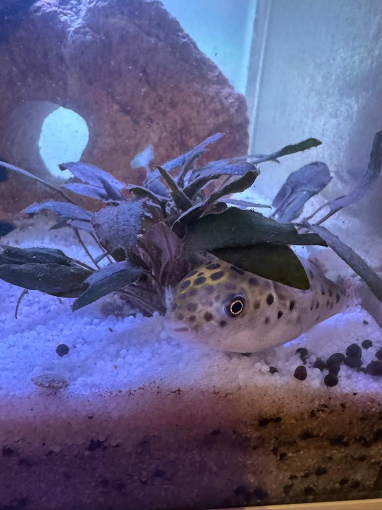 Luipaard kogelvis Dichotomyctere nigroviridis, Dieren en Toebehoren, Vissen | Aquariumvissen, Vis, Zoutwatervis