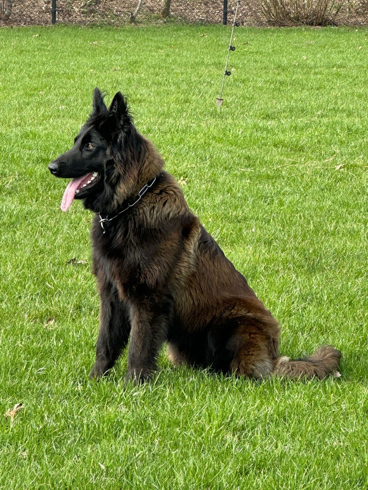 te koop mechelse herder, Reu, Eén hond, 3 tot 5 jaar, Herder