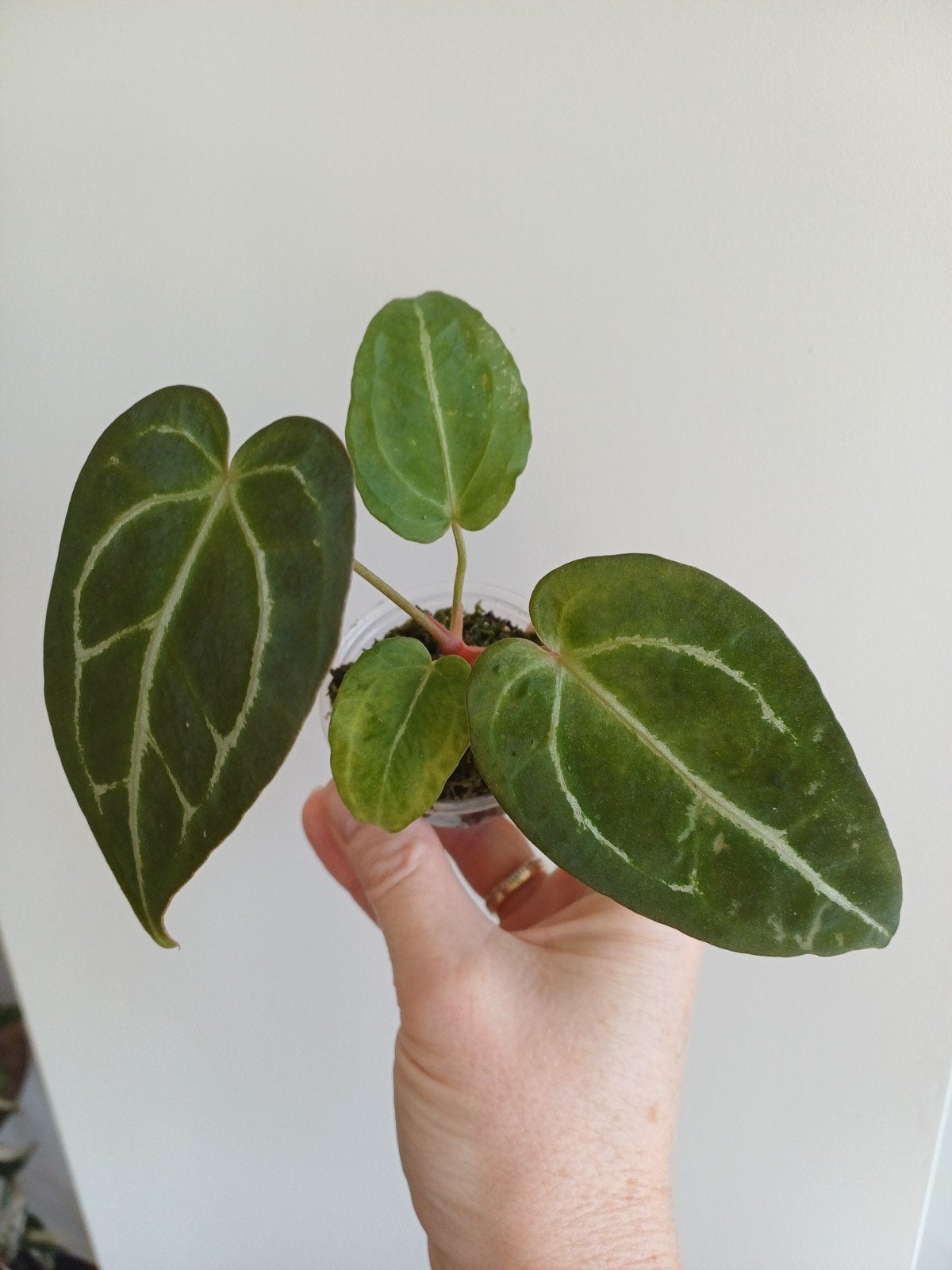 Anthurium Forgettii dark form x red veins NOID, Ophalen of Verzenden, Halfschaduw, Minder dan 100 cm