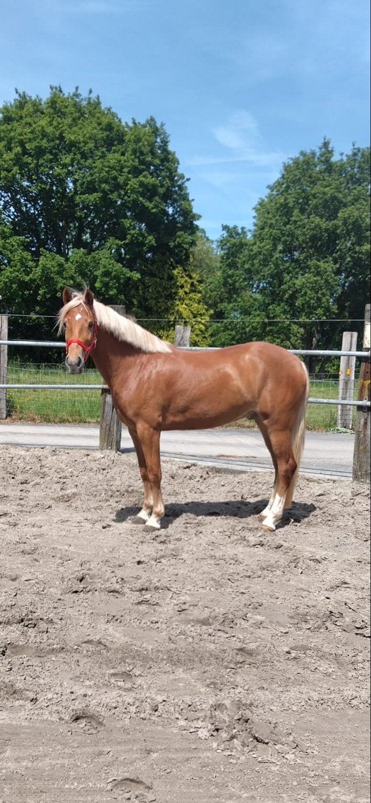 Te koop 3 jarige E pony ruin, Dieren en Toebehoren, Pony's, E pony (1.48m - 1.57m), Met stamboom, Ruin, 3 tot 6 jaar