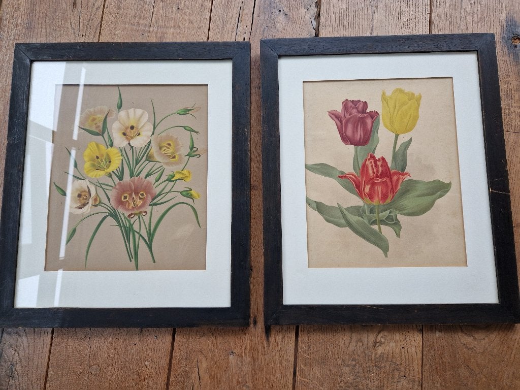 2 ingelijste botanische prenten., Minder dan 50 cm, Overige typen, Ophalen of Verzenden, Zo goed als nieuw